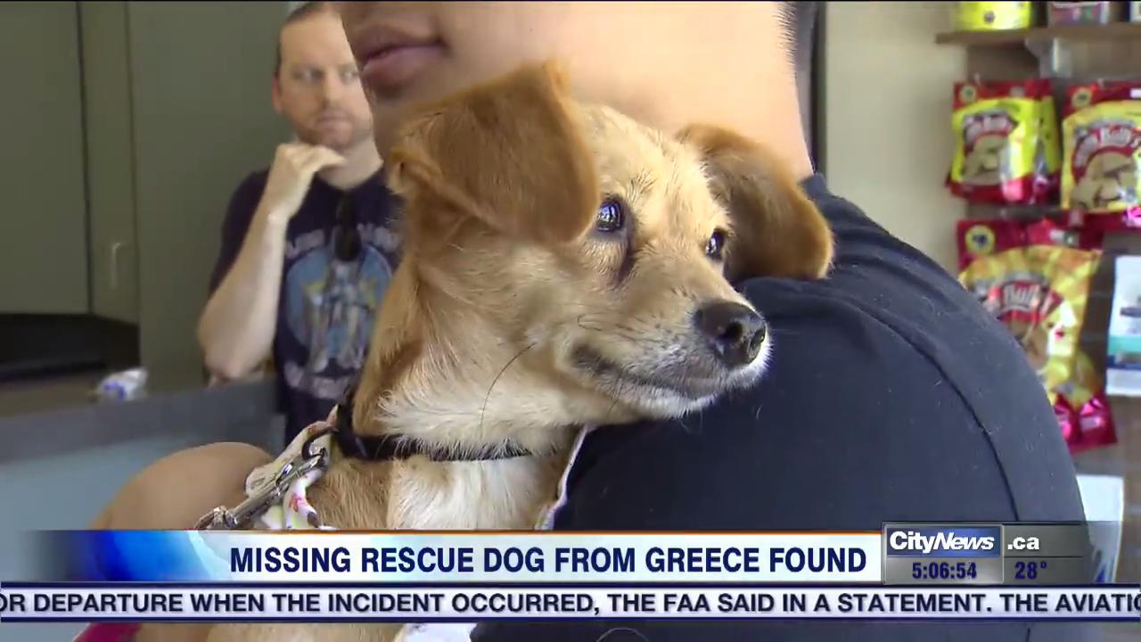 rescue dog video rescue dog video